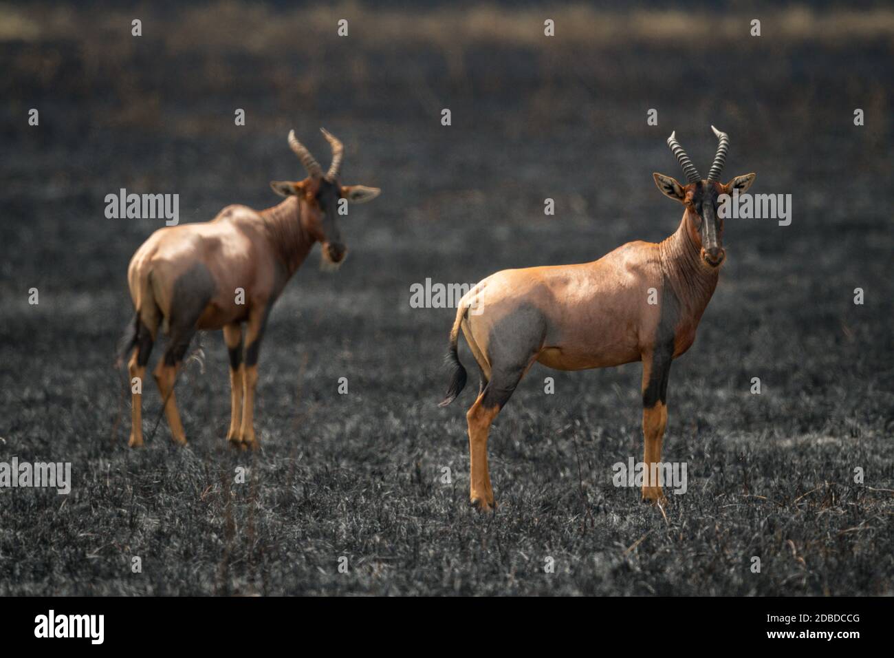 Two topi eye camera in burnt grassland Stock Photo - Alamy