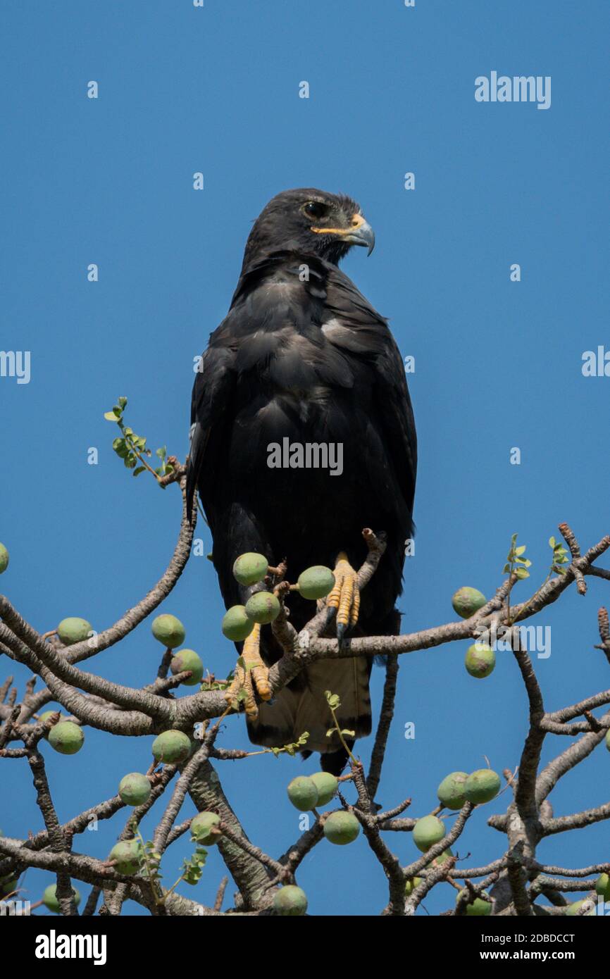 Verreaux eagle in tree against blue sky Stock Photo