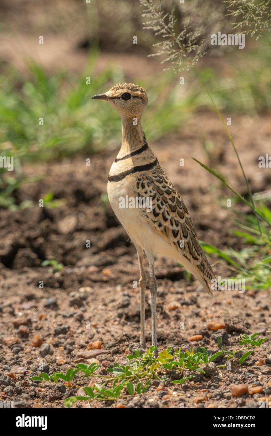 Two-banded courser stands by grass facing left Stock Photo