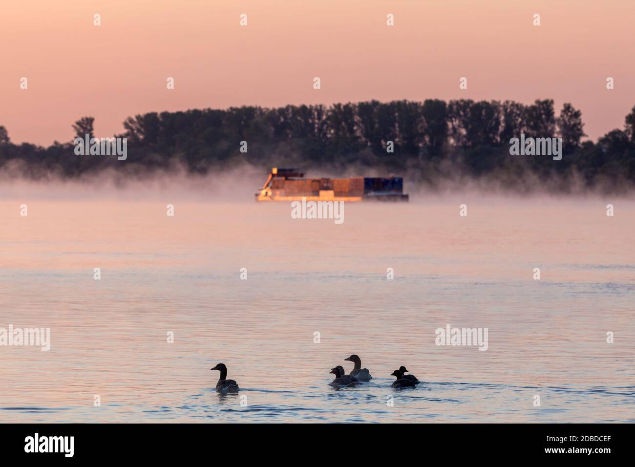geography / travel, Germany, Hesse, Eltville at Rhine, Eltville, cargo ship on Rhine with the nature r, Additional-Rights-Clearance-Info-Not-Available Stock Photo