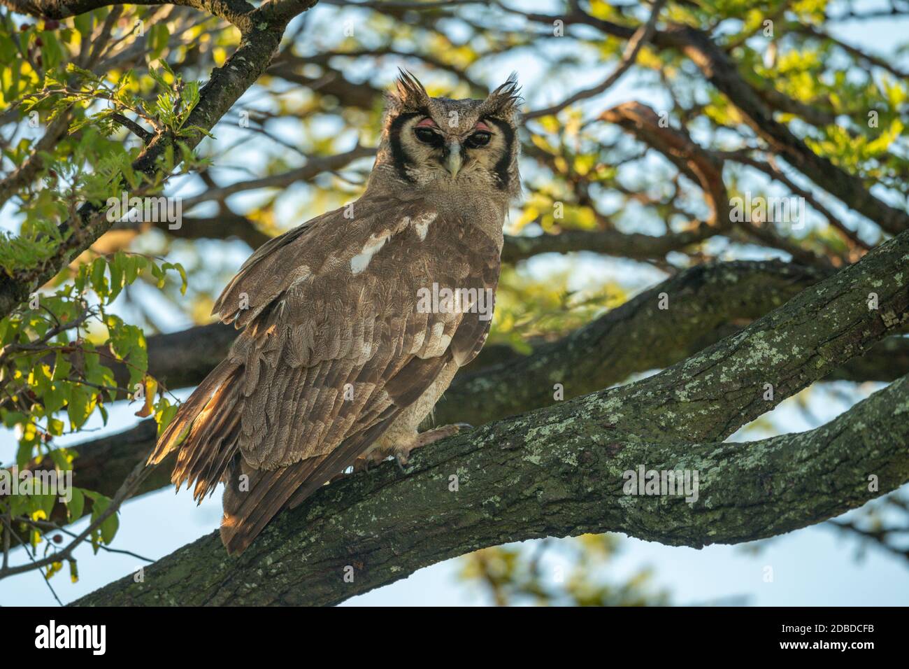 Verreaux eagle-owl eyes camera from lichen-covered branch Stock Photo