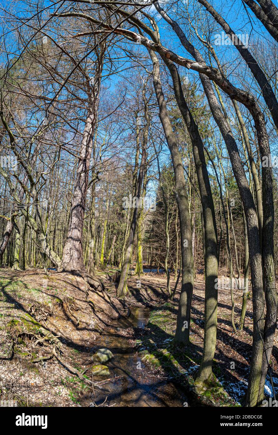 Trees in deciduous forrest in the early spring still without leaves, shadows of the bare branches on the ground, blue sky above them Stock Photo