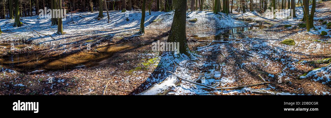 Bare ground with tree trunks and light snow dust in winter forrest Stock Photo