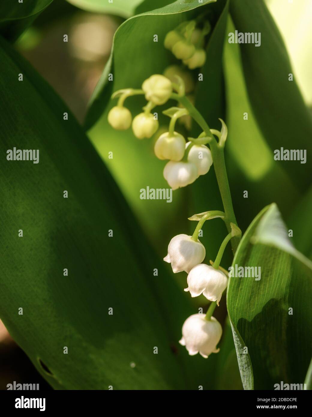 white flowers of the Lily of the valley, illuminated by the sun, among green leaves close-up Stock Photo