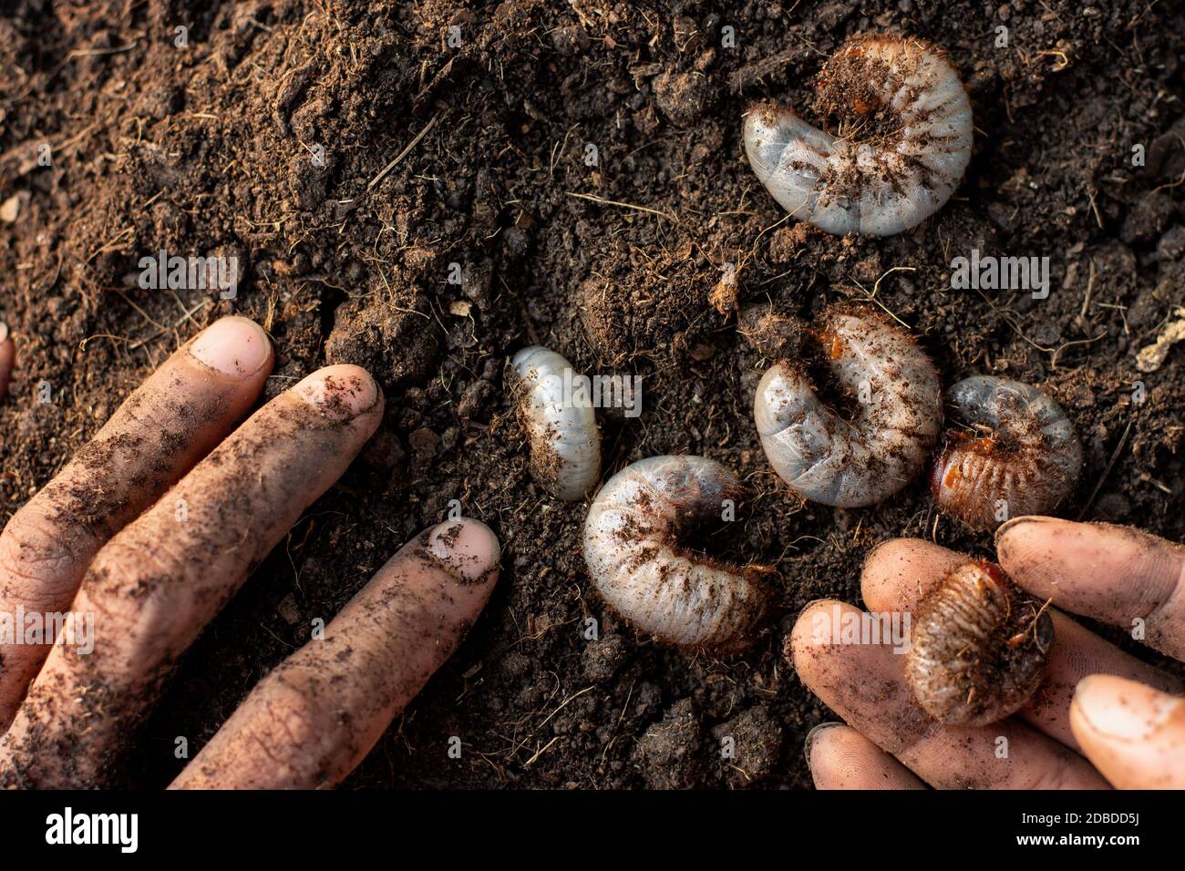 Many beetles live in fertile soil. Stock Photo