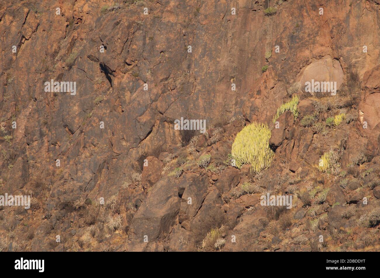 Cliff with shrubs of Canary Island spurge, Euphorbia canariensis. The Nublo Rural Park. Mogan. Gran Canaria. Canary Islands. Spain. Stock Photo
