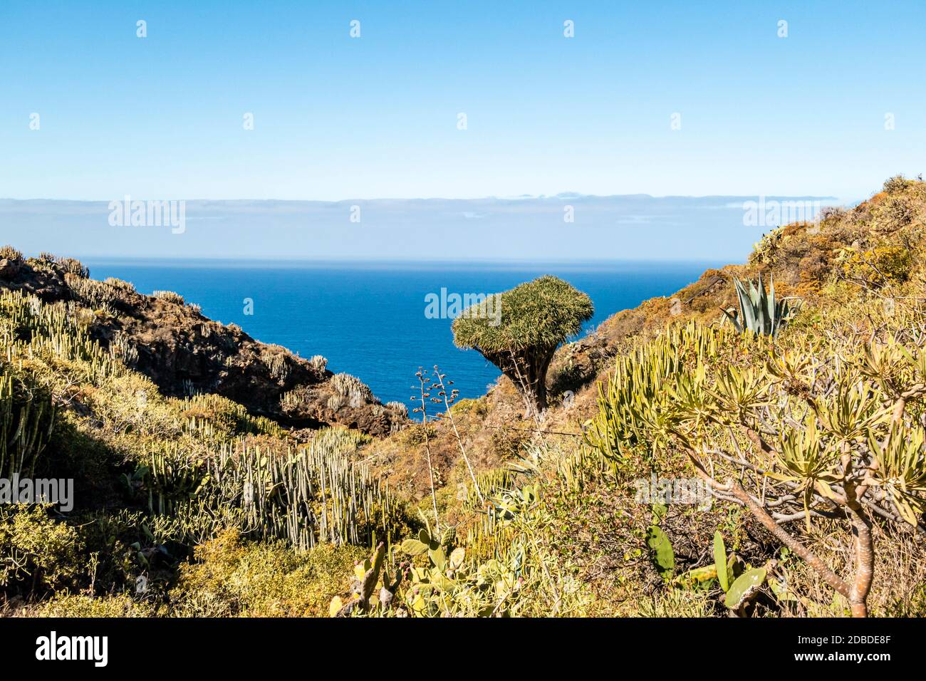 Landschaft in Garafía auf La Palma mit Drachenbaum, Kanarische Inseln, Spanien, landscape in Garafía with  drago tree on La Palma, canary islands, spa Stock Photo