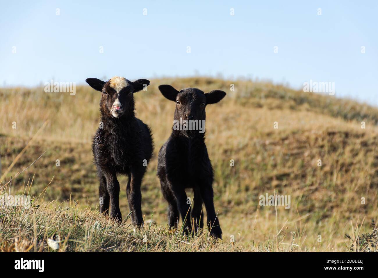 Cute little black sheep are standing on a green meadow. Funny faces look at the camera. Portrait of Pets. Two pretty little lambs. Symbol of spring an Stock Photo