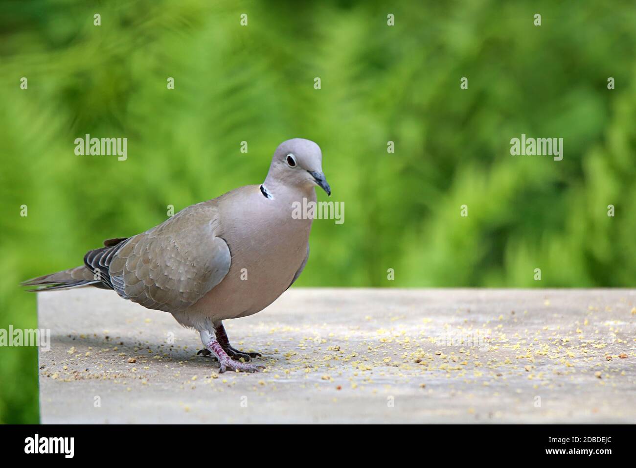 Turkish pigeon Streptopelia decaocto in foraging Stock Photo