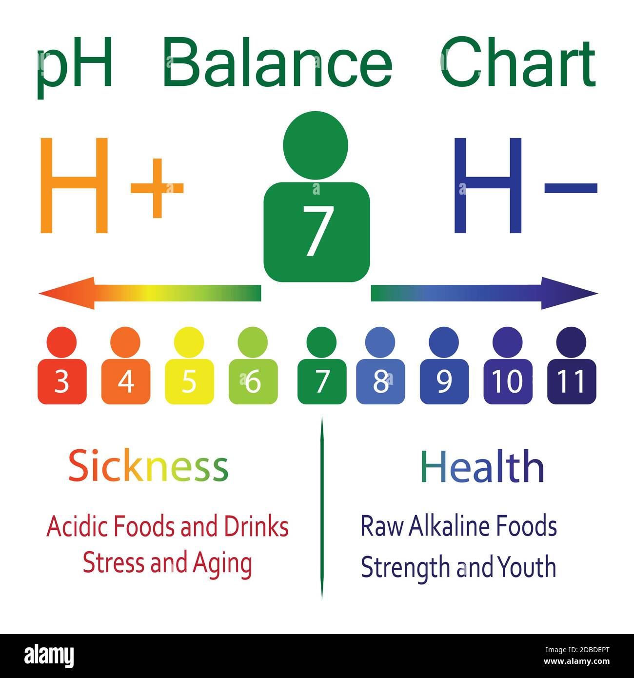 The PH balance scale chart in a human body vector illustration infographics  Stock Photo - Alamy