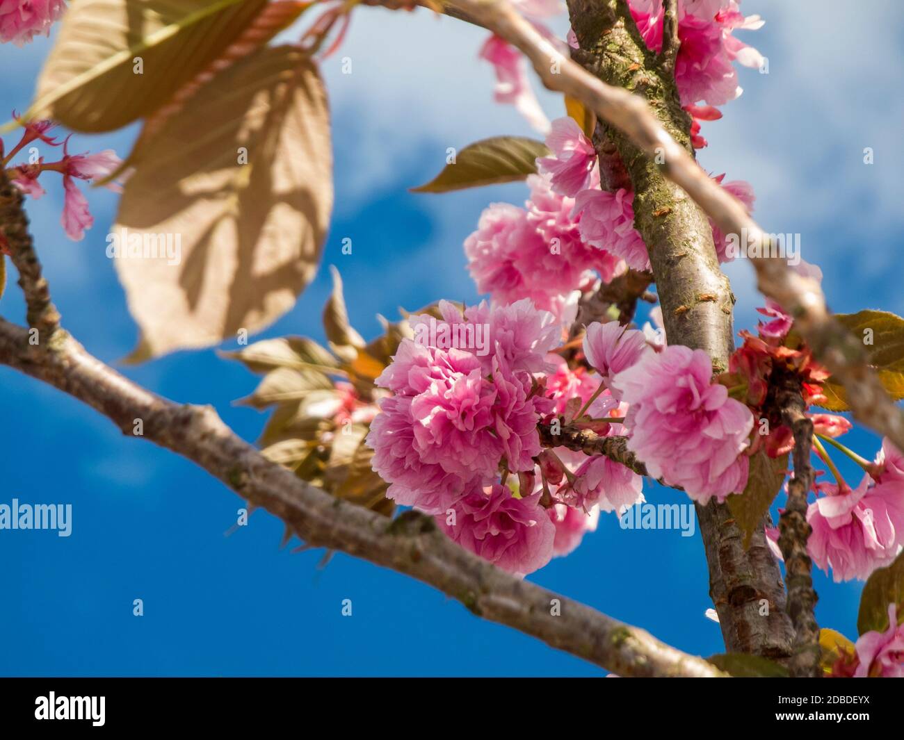 Low angle view closeup of a group of cherry blossoms on a branch against a blue sky with white clouds in Brandenburg / Germany. Stock Photo