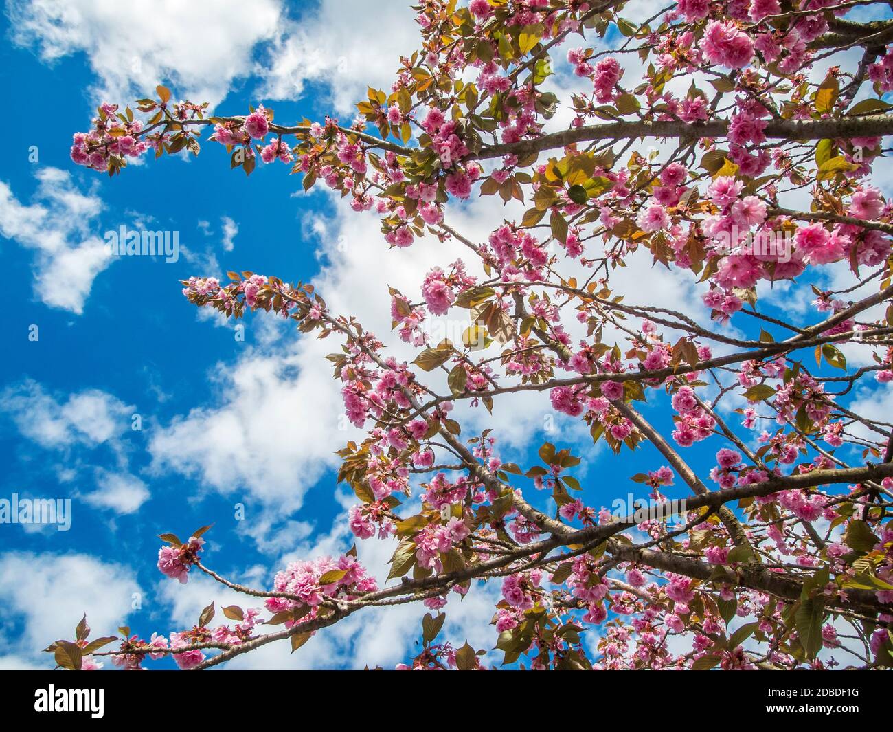 Low angle view of tree branches with cherry blossoms against a blue sky with white clouds in Brandenburg / Germany. Stock Photo
