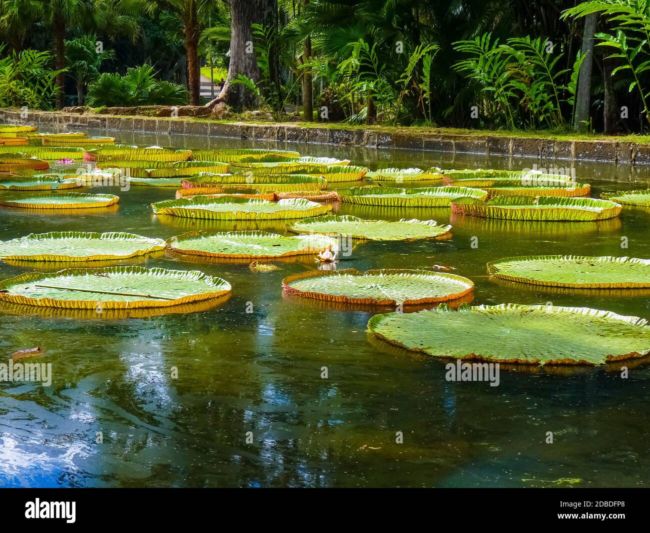 sir seewoosagur ramgoolam botanical garden pamplemousses