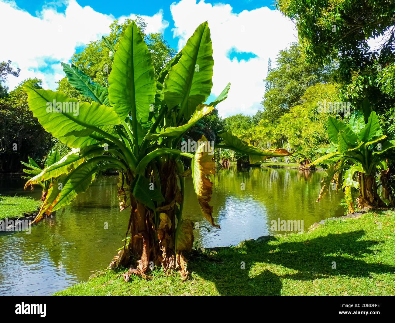 sir seewoosagur ramgoolam botanical garden