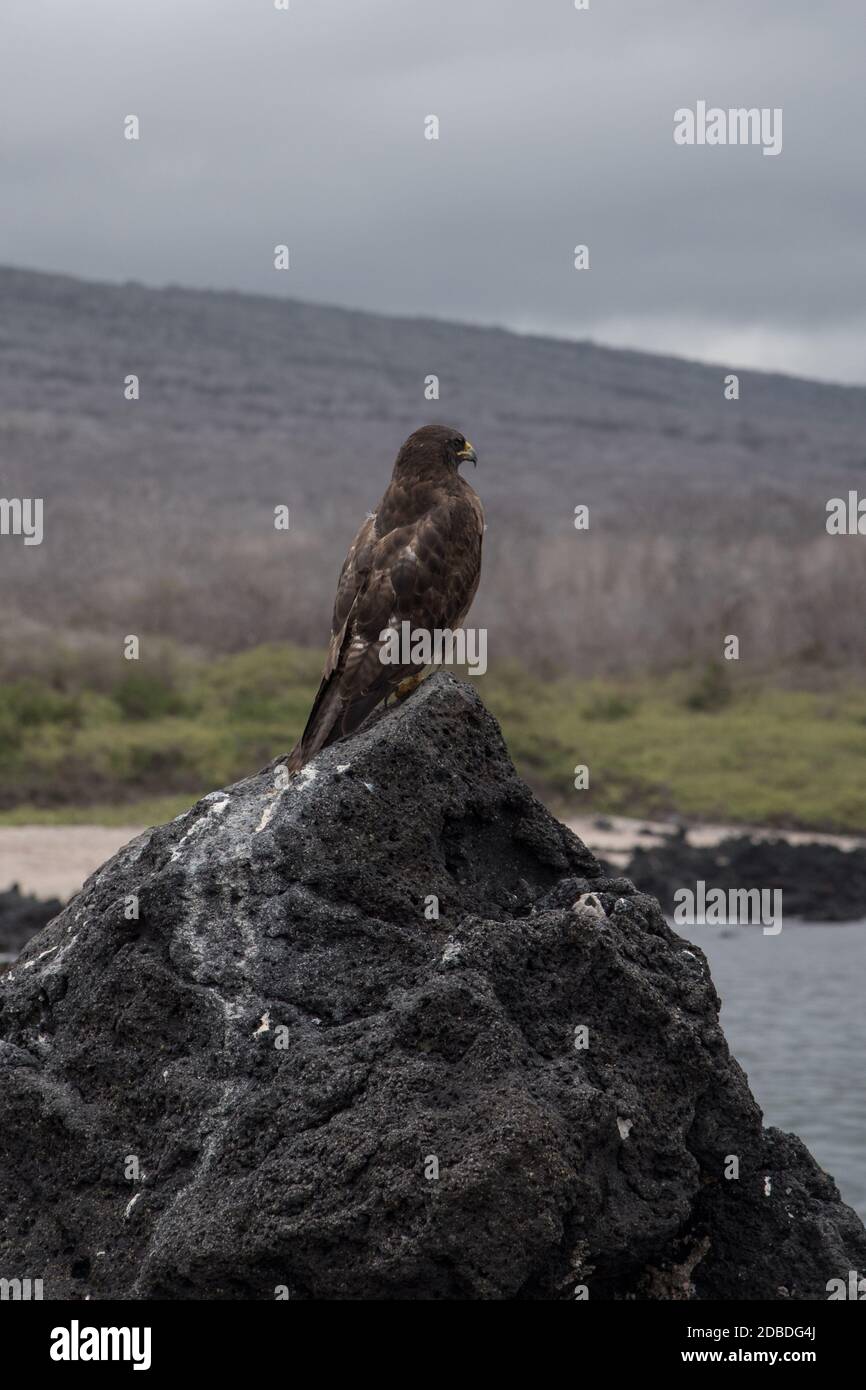 Galapagos hawk sitting hi-res stock photography and images - Alamy