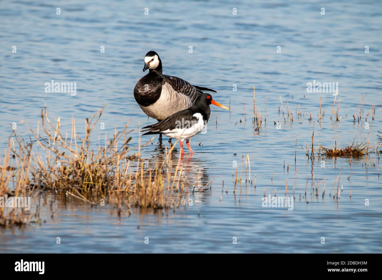 Oystercatchers and barnacle goose Stock Photo