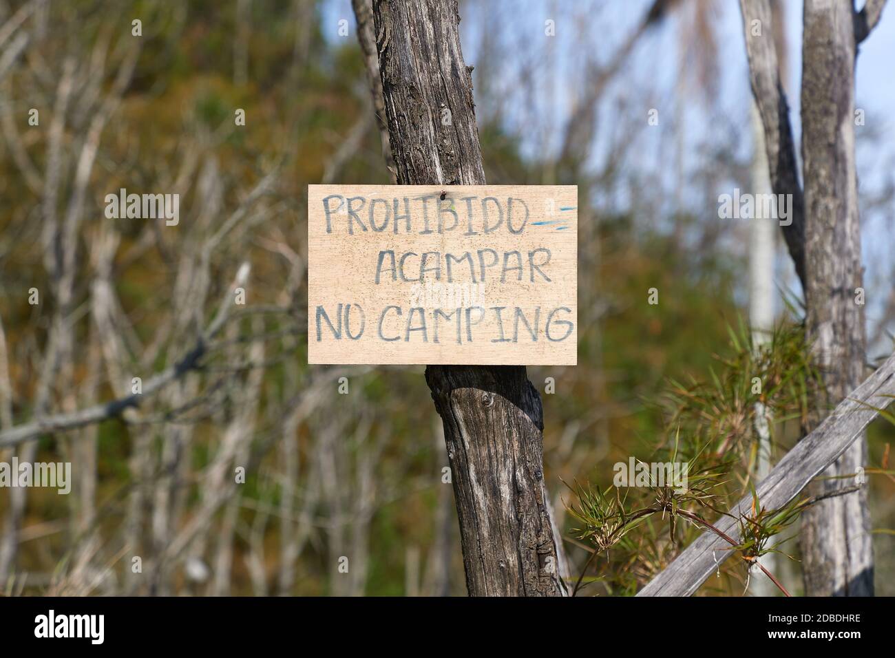 Signboard on a tree prohibiting camping, written in Spanish and English, Spanish text transplates to Camping prohibited Stock Photo