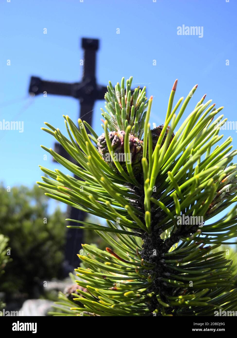 branch of conifer with pine cone, blurred summit cross in the back, blue sky Stock Photo