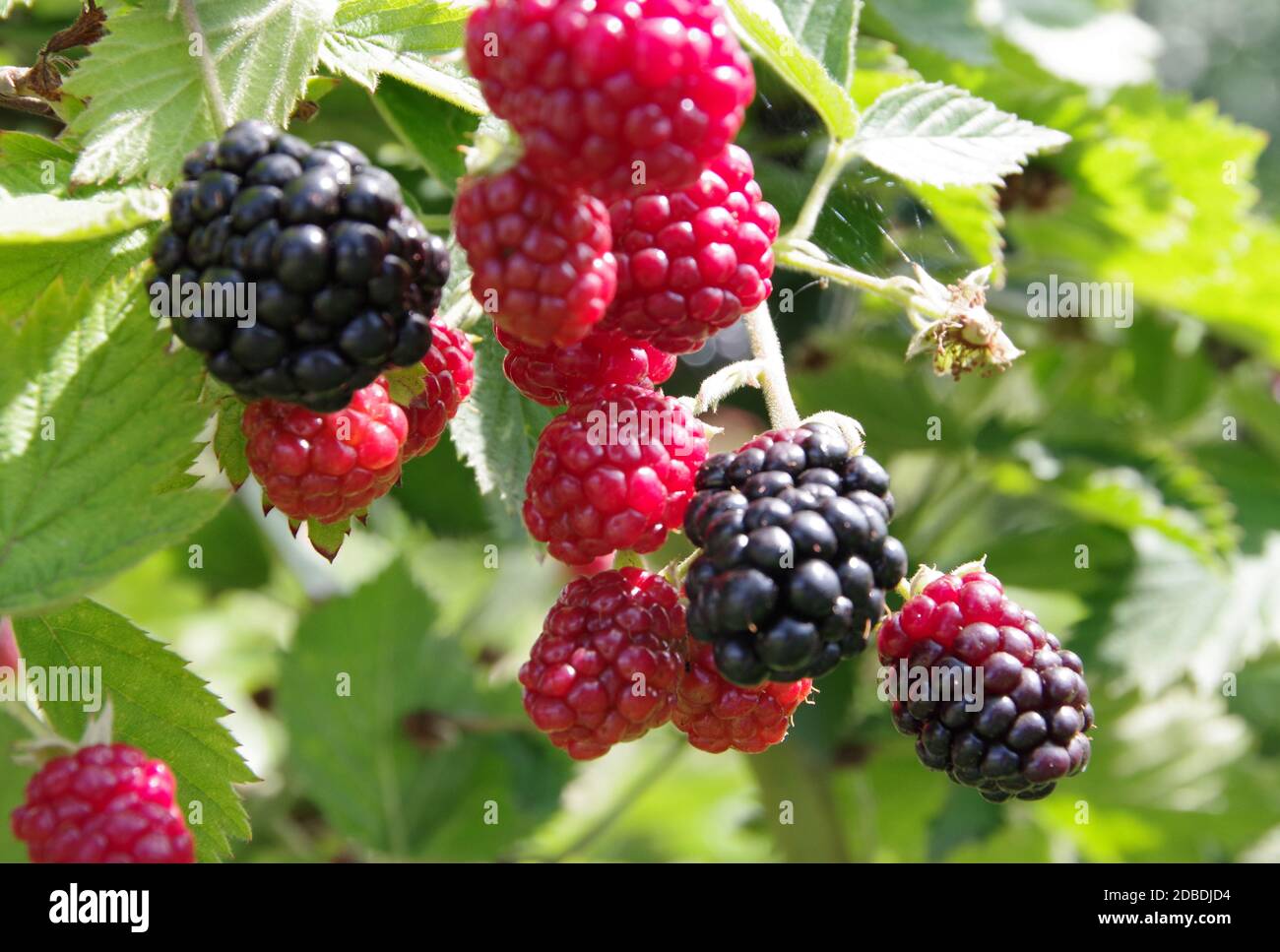 Wild blackberries in different states of maturity Stock Photo