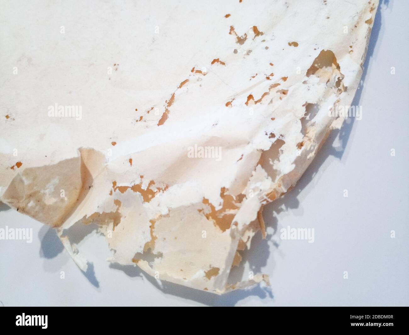 Paper swallowed with silverfish. Traces of wrecking silverfish on vinyl envelopes. lepisma Stock Photo