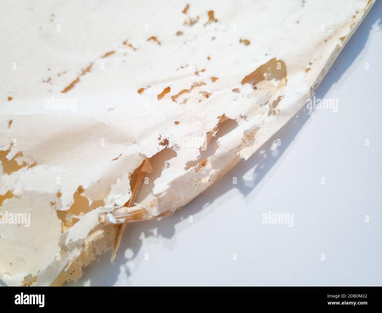 Paper swallowed with silverfish. Traces of wrecking silverfish on vinyl envelopes. lepisma Stock Photo