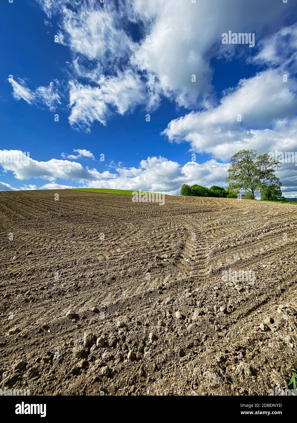 Landscape Agriculture, field with blue sky and cumulus clouds Stock ...