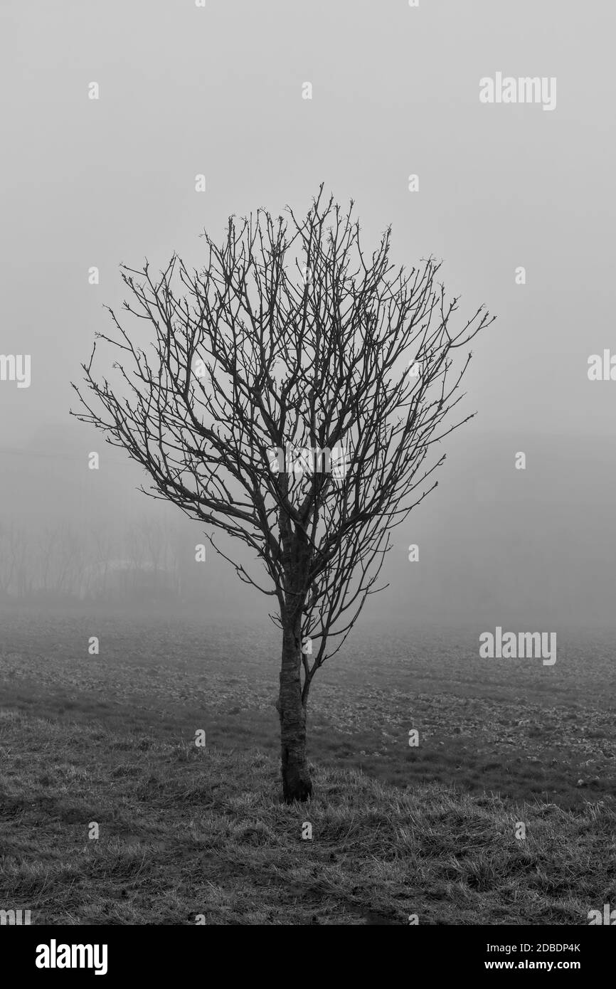 Black and white shot of a naked tree in the fog Stock Photo
