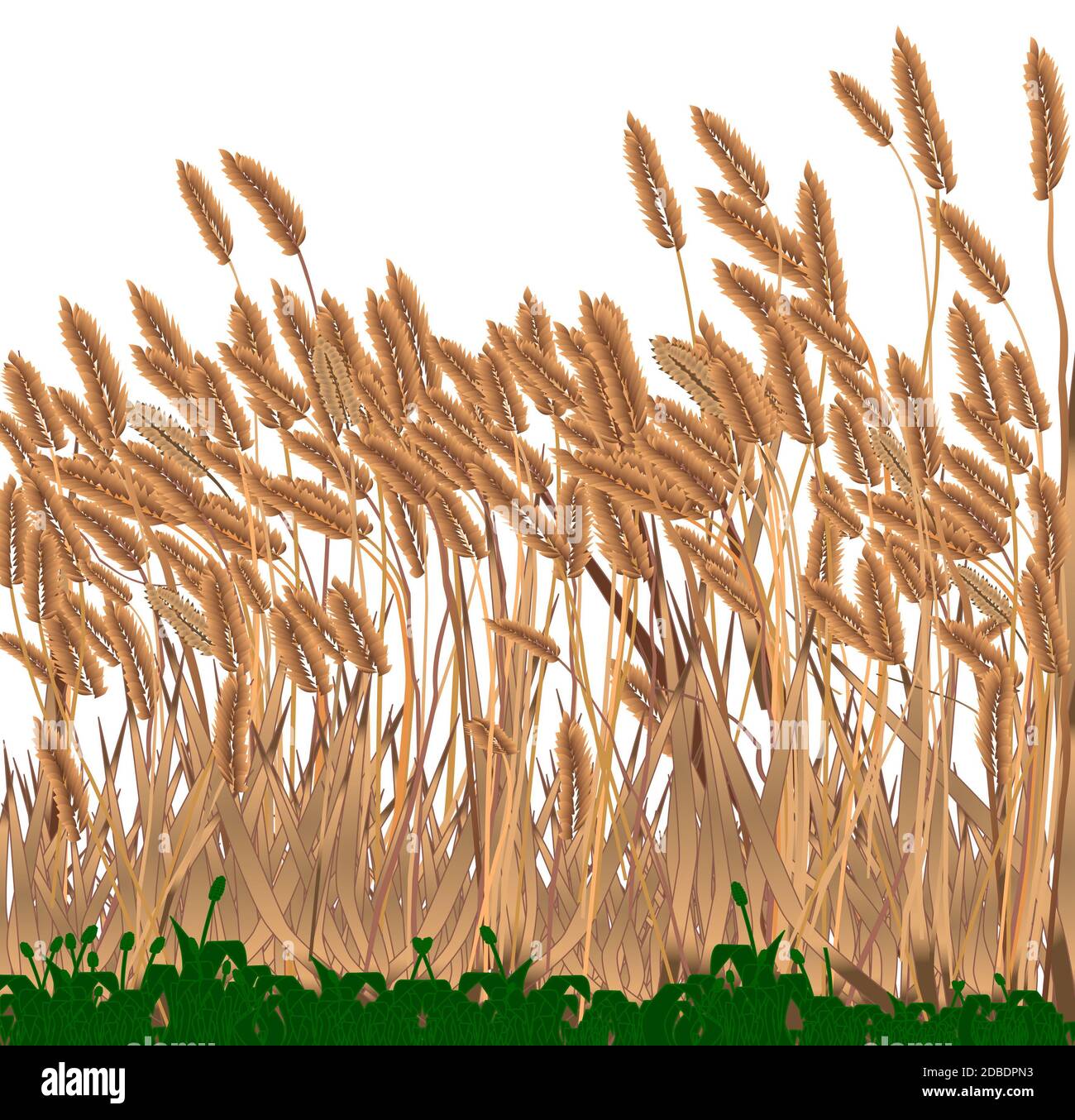 Isolated weeds grasses hi-res stock photography and images - Alamy