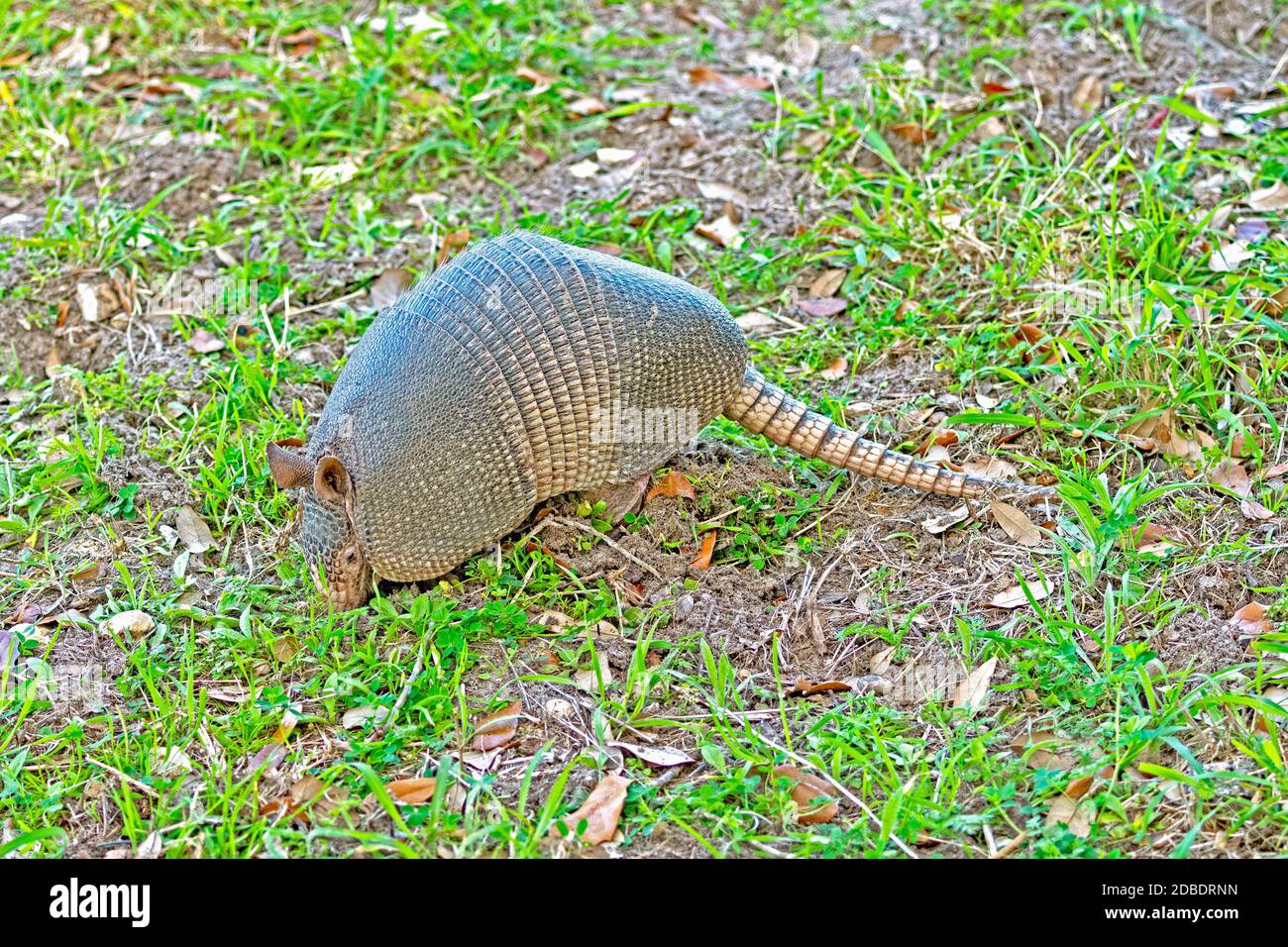 Armadillo Searching for Food in the Ground in the Aransas National Wildlife Refuge in Texas Stock Photo