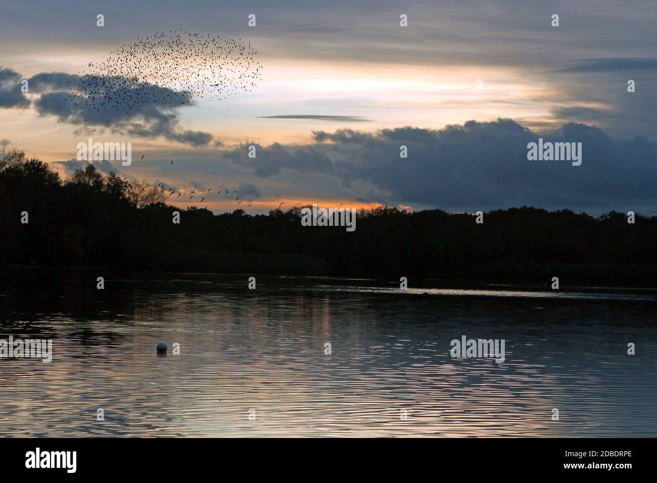 Sunset over lake with flock of birds flying on horizon Stock Photo