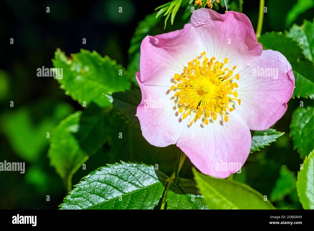 Rosa canina, commonly known as the dog rose - a variable climbing, wild rose  species Stock Photo - Alamy