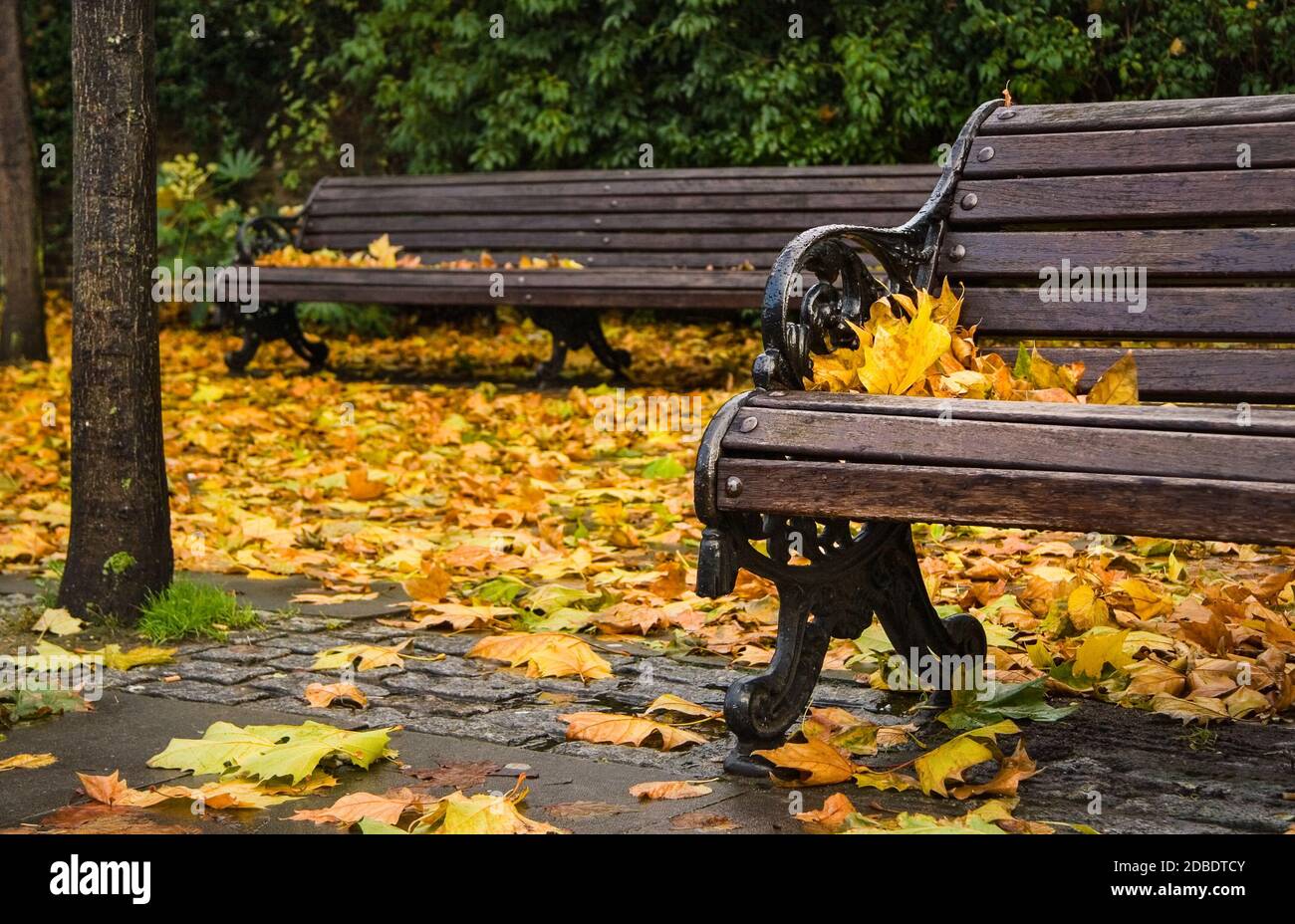 Empty park benches in the rain hi-res stock photography and images - Alamy
