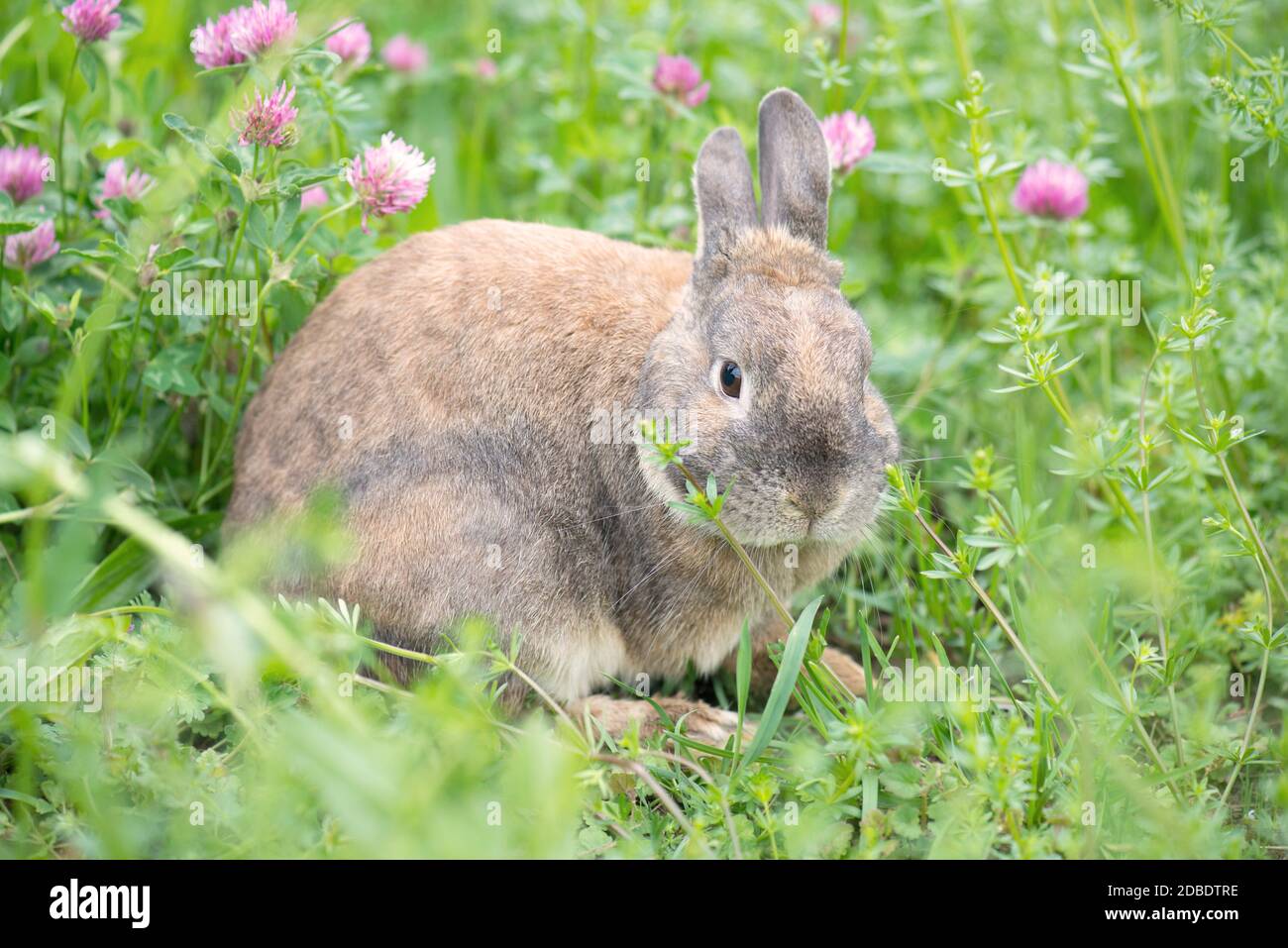 Rabbit on a meadow with pink clover Stock Photo Alamy