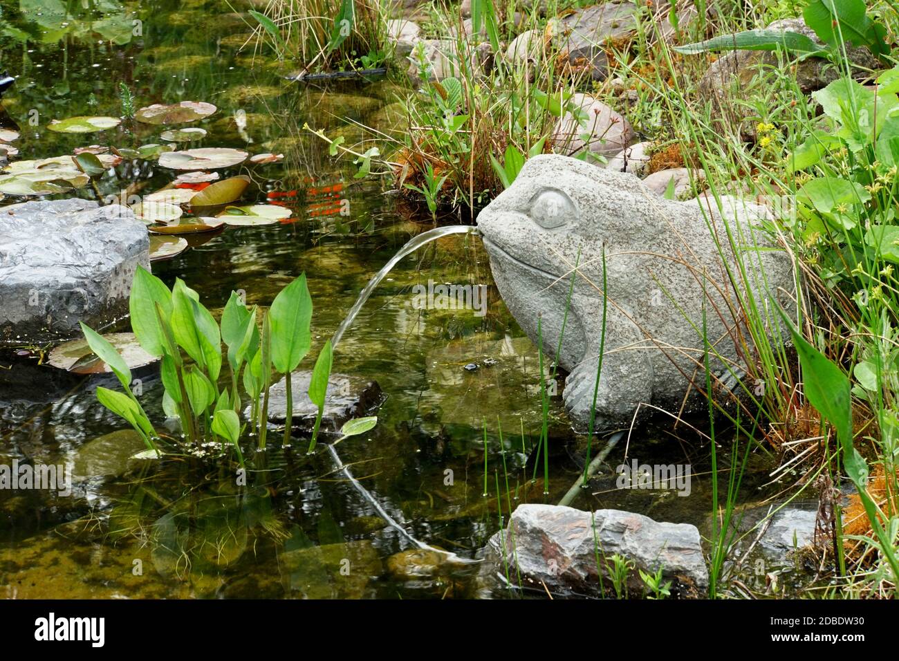wasserspeiernder Frosch aus Stein am Gartenteich Stock Photo