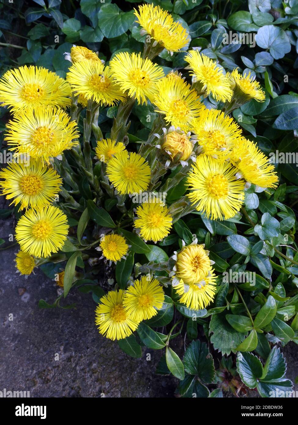gelbe Blüten des Huflattich (Tussilago farfara) Stock Photo
