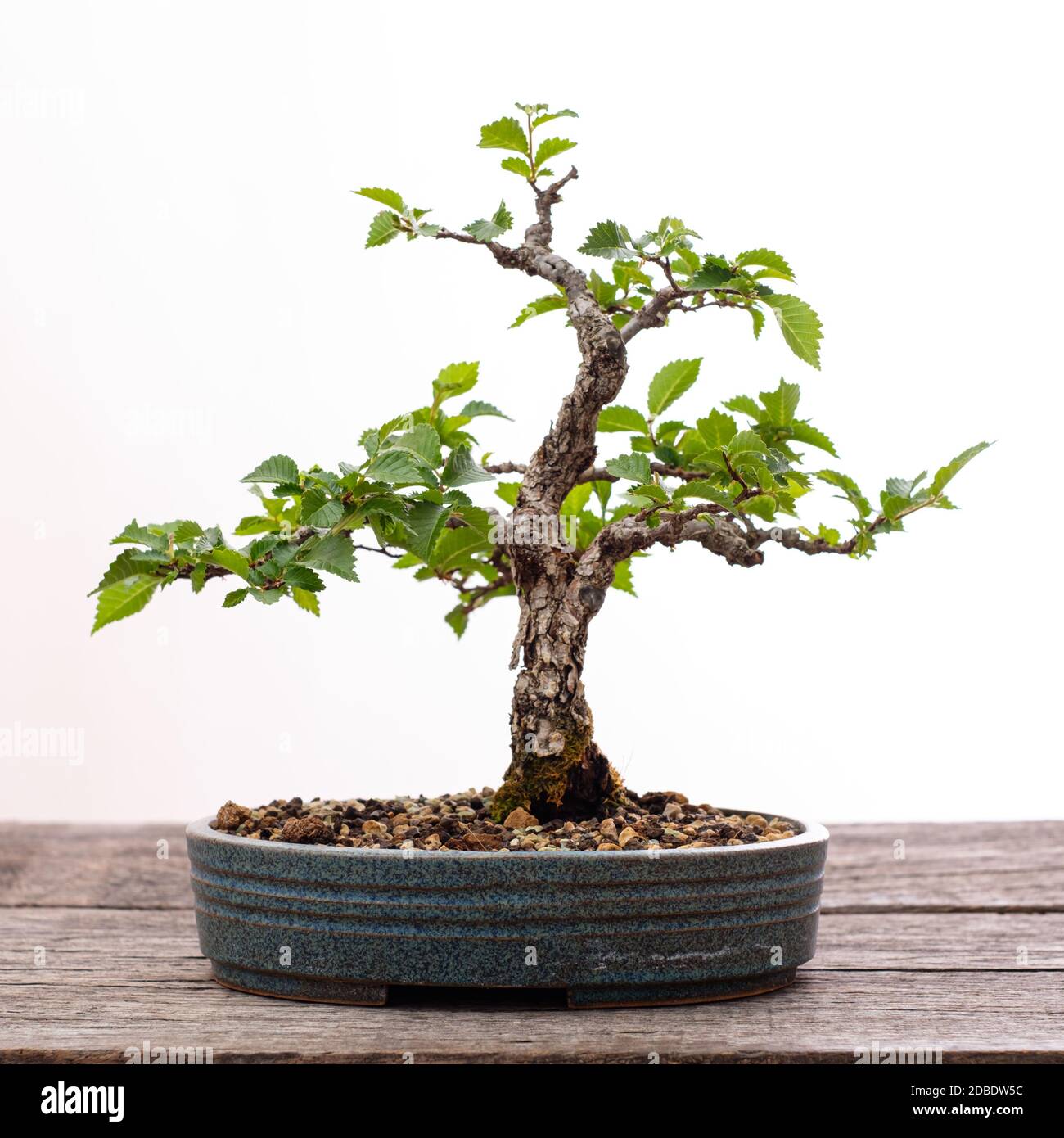Chinese elm bonsai hires stock photography and images Alamy