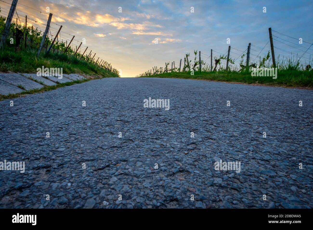 Road in vineyard with clouds in the sky Stock Photo