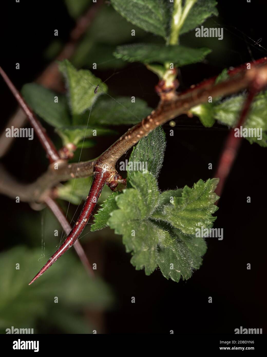Closeup close up branch hi-res stock photography and images - Alamy