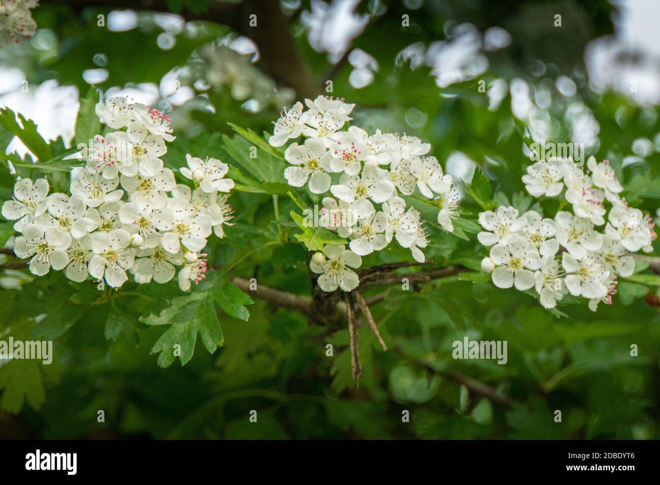 Hawthorn blossom and green leaves in the spring, UK Stock Photo