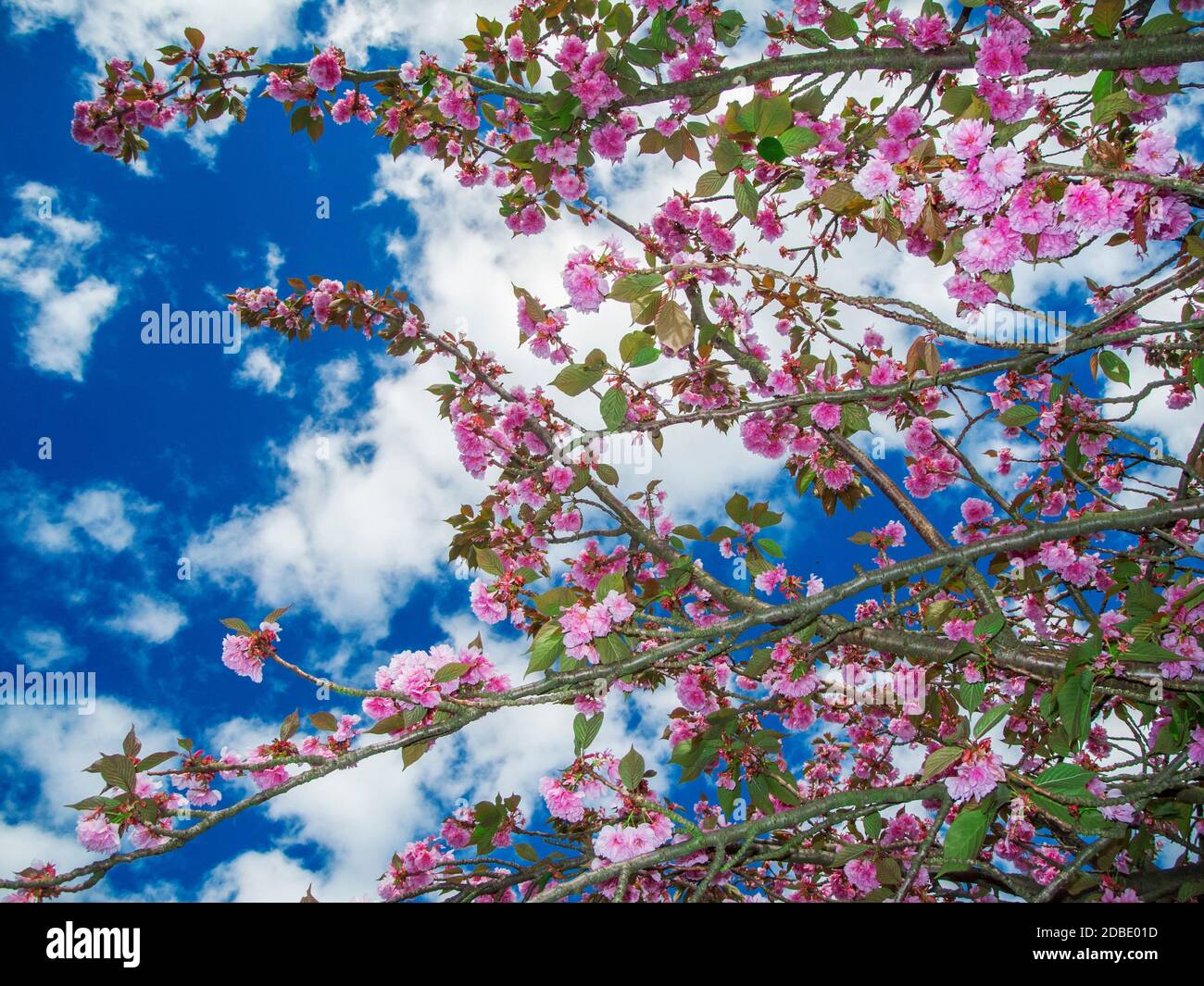 Low angle view of tree branches with cherry blossoms against a blue sky with white clouds in Brandenburg / Germany. Stock Photo