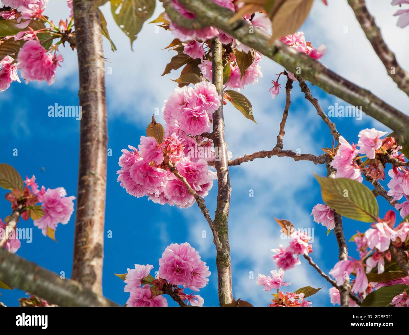 Low angle view closeup of individual cherry blossoms on several branches and twigs against a blue sky with white clouds in Brandenburg / Germany. Stock Photo