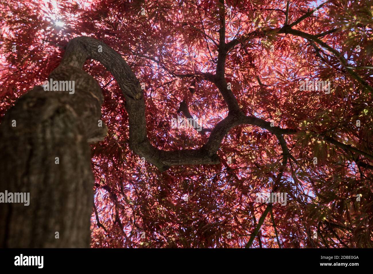 umbrella of a Japanese maple taken from under Stock Photo Alamy