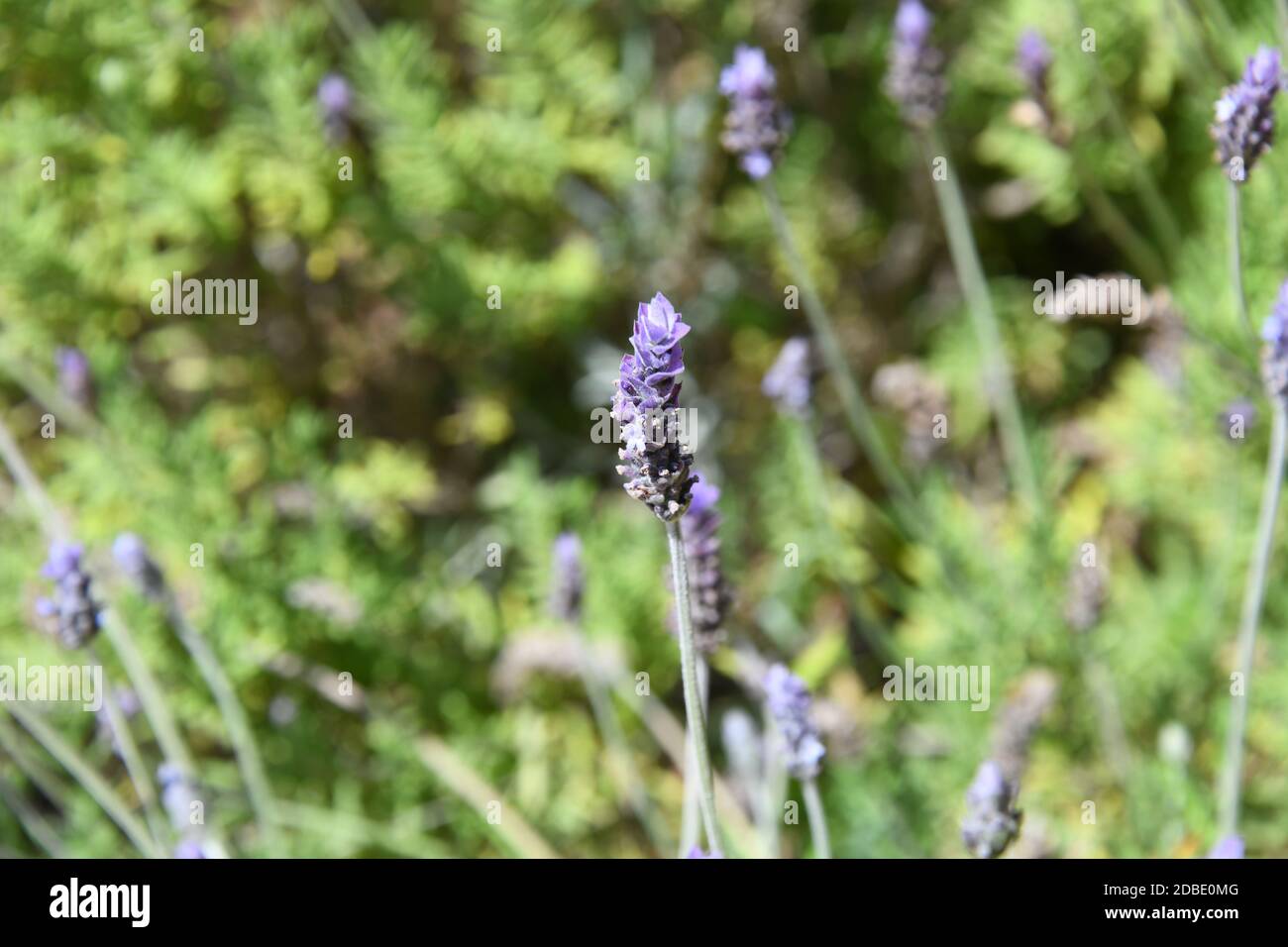 purple lavender flower in the province of Alicante, Costa Blanca, Spain Stock Photo