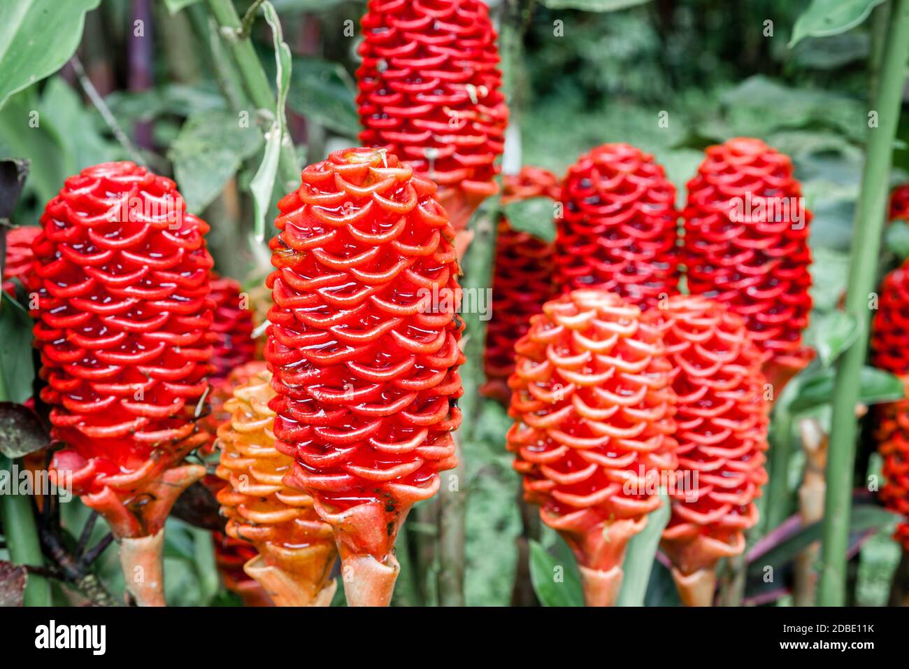 Closeup image of shampoo ginger flowers aka pine cone lily or bitter