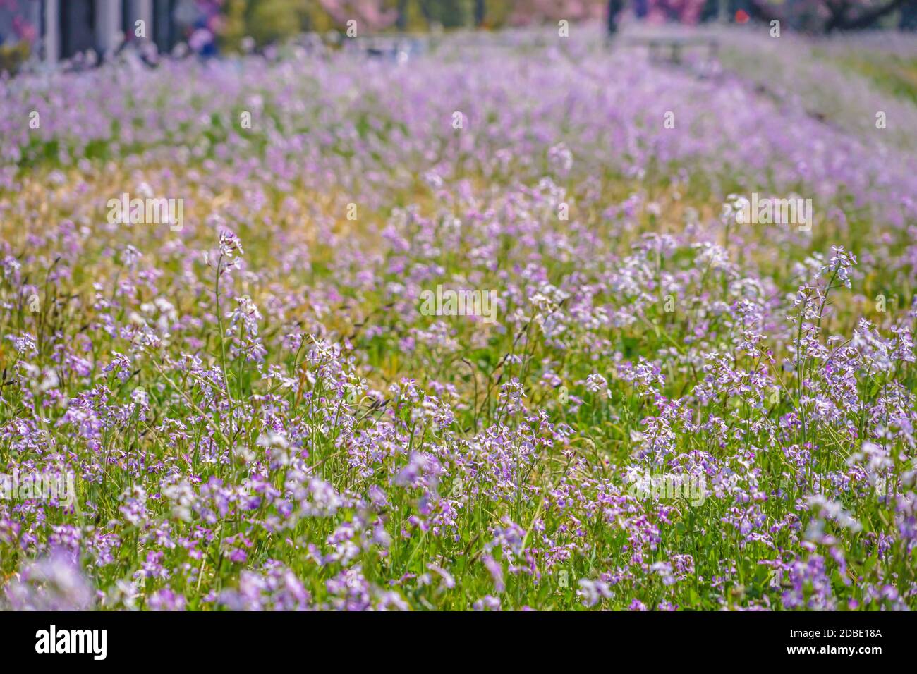 Spring flower garden. Shooting Location Tokyo metropolitan area Stock