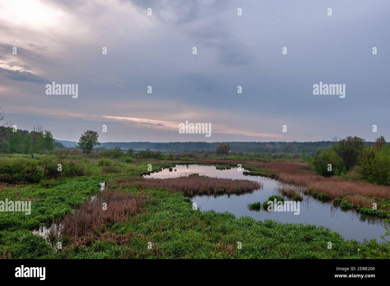 pond and swamp in the thickets of scirpus and bulrush at sunset. panoramic landscape view. Pond known as the fifth glade. Kyiv, Ukraine Stock Photo