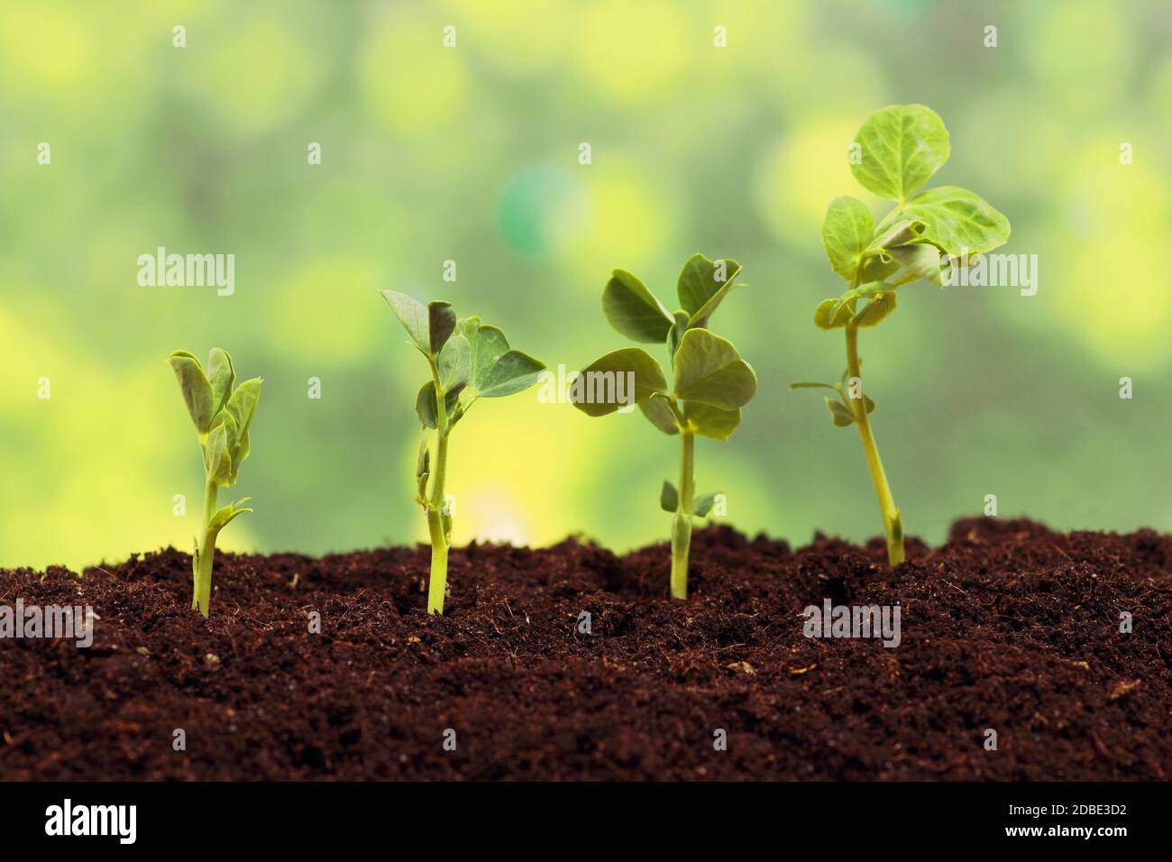 Germination pea sprout in soil Stock Photo