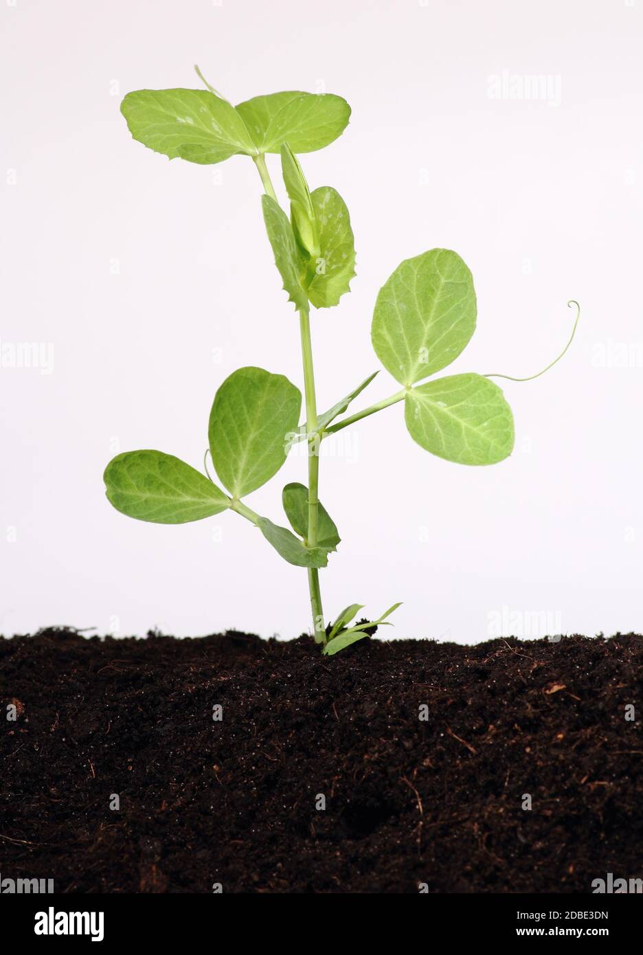 Pea plant growth stages hires stock photography and images Alamy