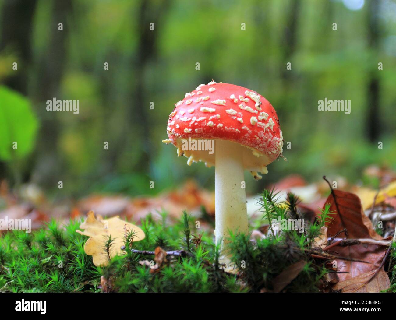 Amanita muscaria, commonly known as the fly agaric growing in the forest Stock Photo