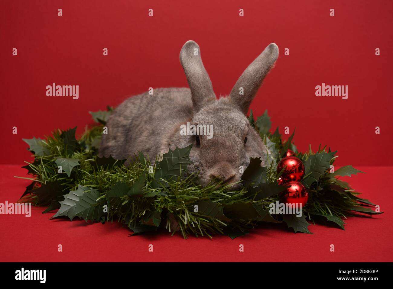 Rabbit Tired of Christmas Stock Photo
